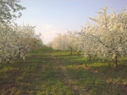 Cseresznyéskert