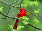 A piros madár