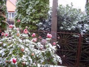 Rózsák a télben