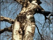 Üres fészkű fa