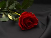 Egy szál vörös rózsa