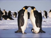 Két bohókás pingvin