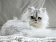 Hópihe történetek: Édesem, a macskának neve is van! (III.)