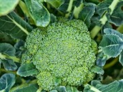 Az új brokkoli ünnepe