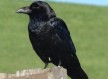 Crow rescue-Holló mentés
