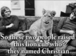 Christian the lion